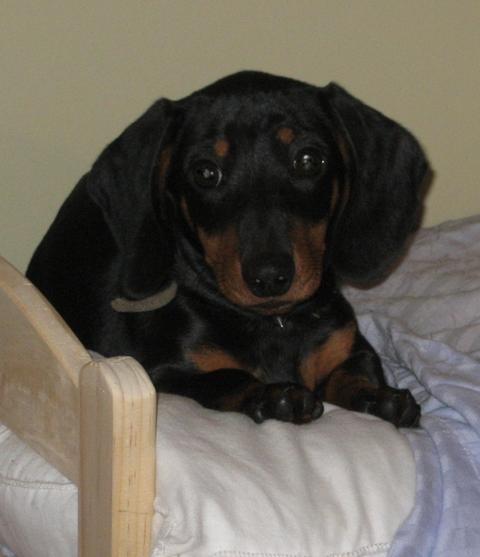 long haired dachshund black and tan. short-haired black and tan