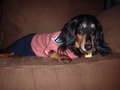 Josie