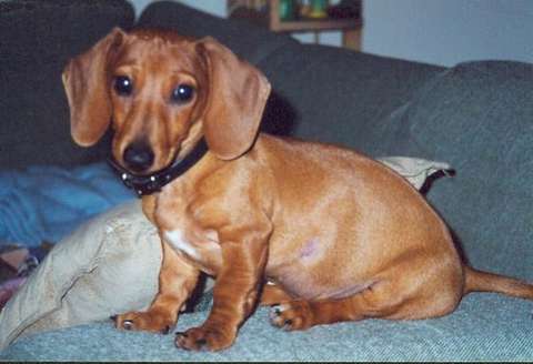 dachshund with white chest