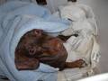 EVIL