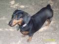 Duchess