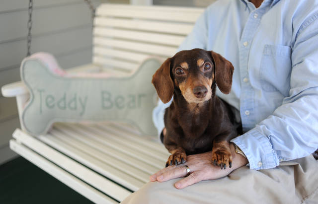 - daily dachshund pictures / doxie pictures and dachshund resources